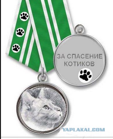 Человек с гарантированным местом в раю спас котеньку
