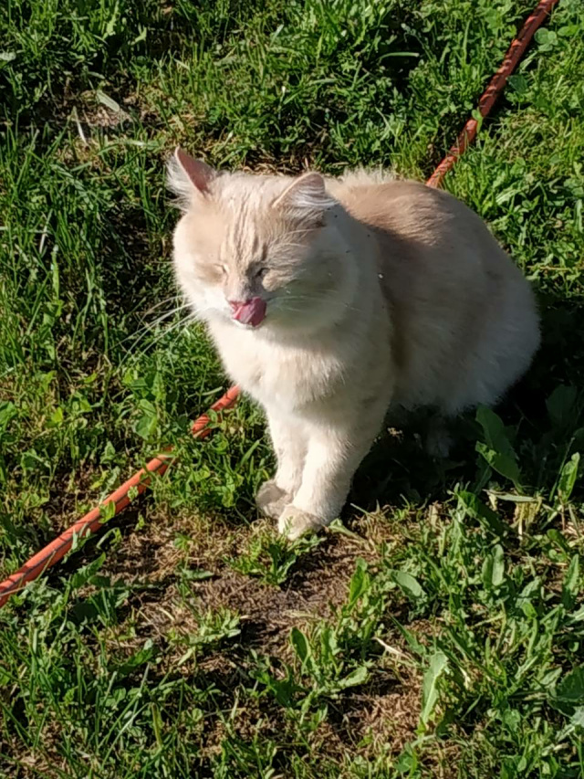 Котовторник 18.06.2019