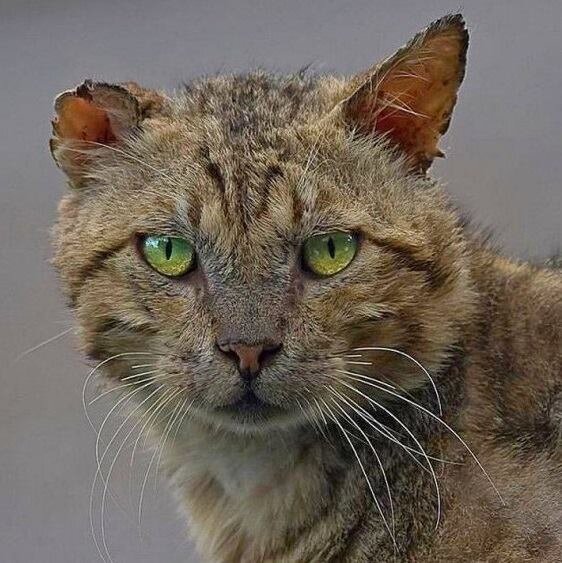 Кот-некромант, полная версия