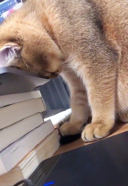 Котики