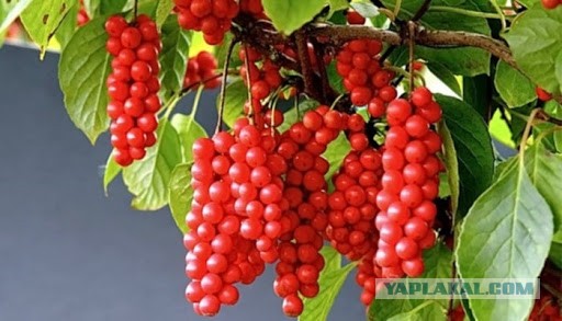 Просто жарим лапшу