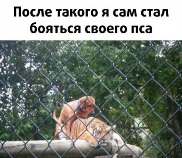 Подборка разнообразных картинок
