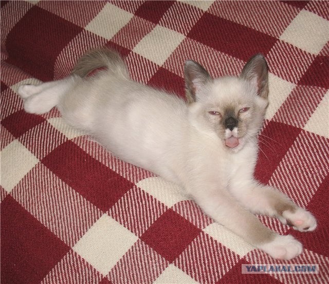 Про прапора, кота