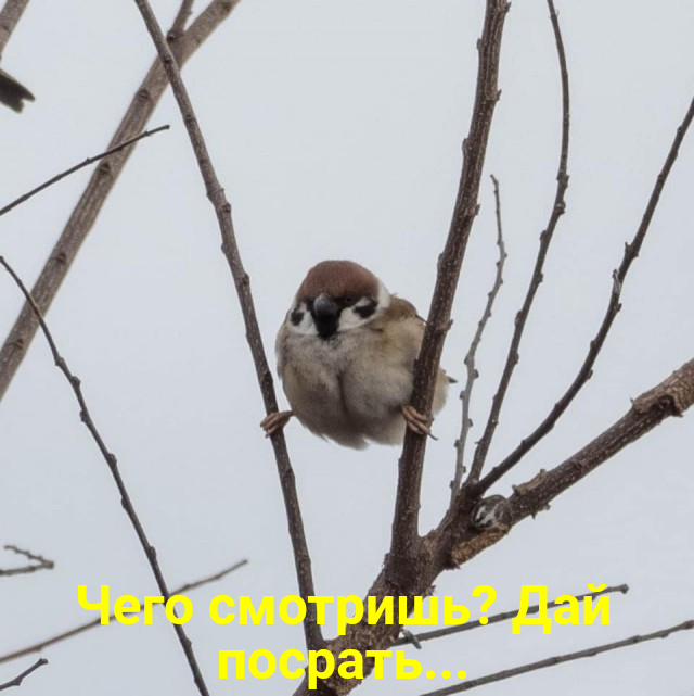 Жан Клод Ван Воробьян