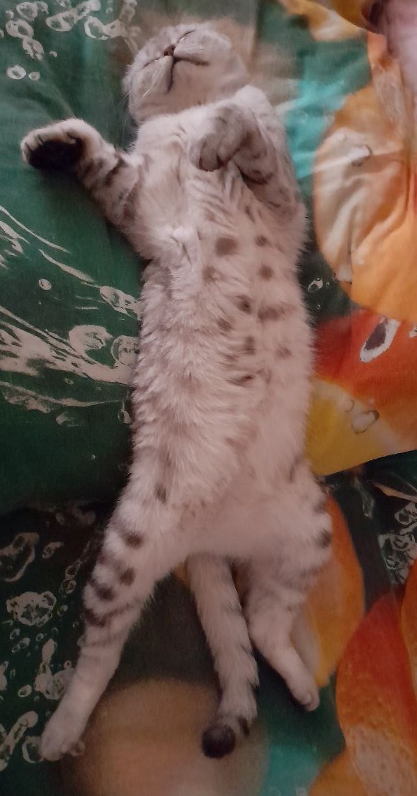 Лето и коты