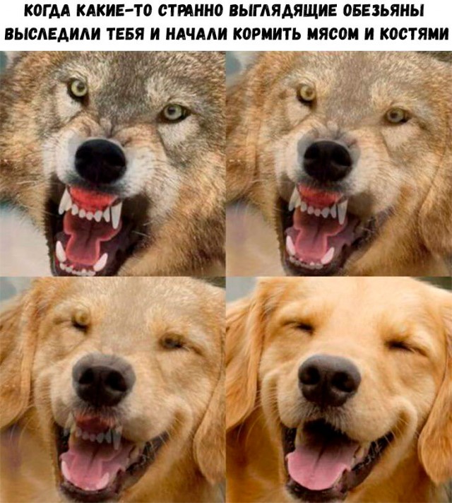 Картинки и мемы для настроения - 19
