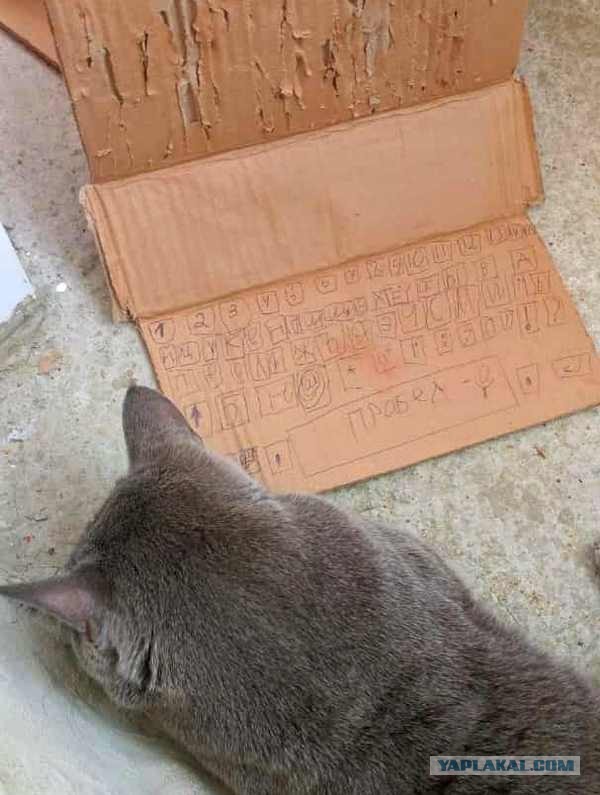 Котовторник. Мой котан