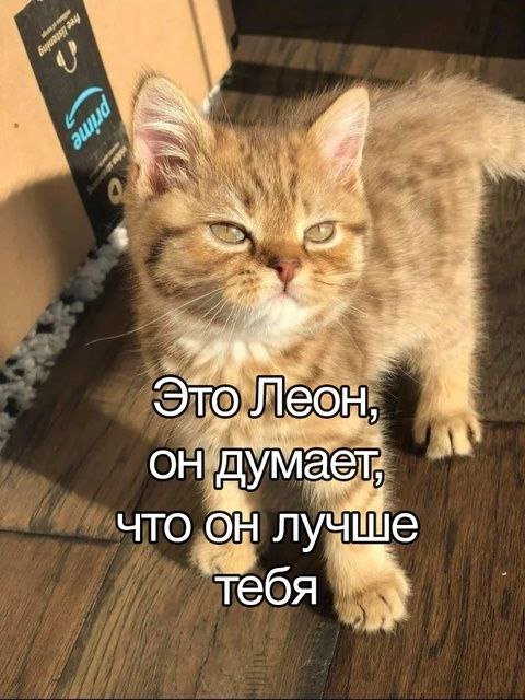 Весёлый полтишок 08.01.25
