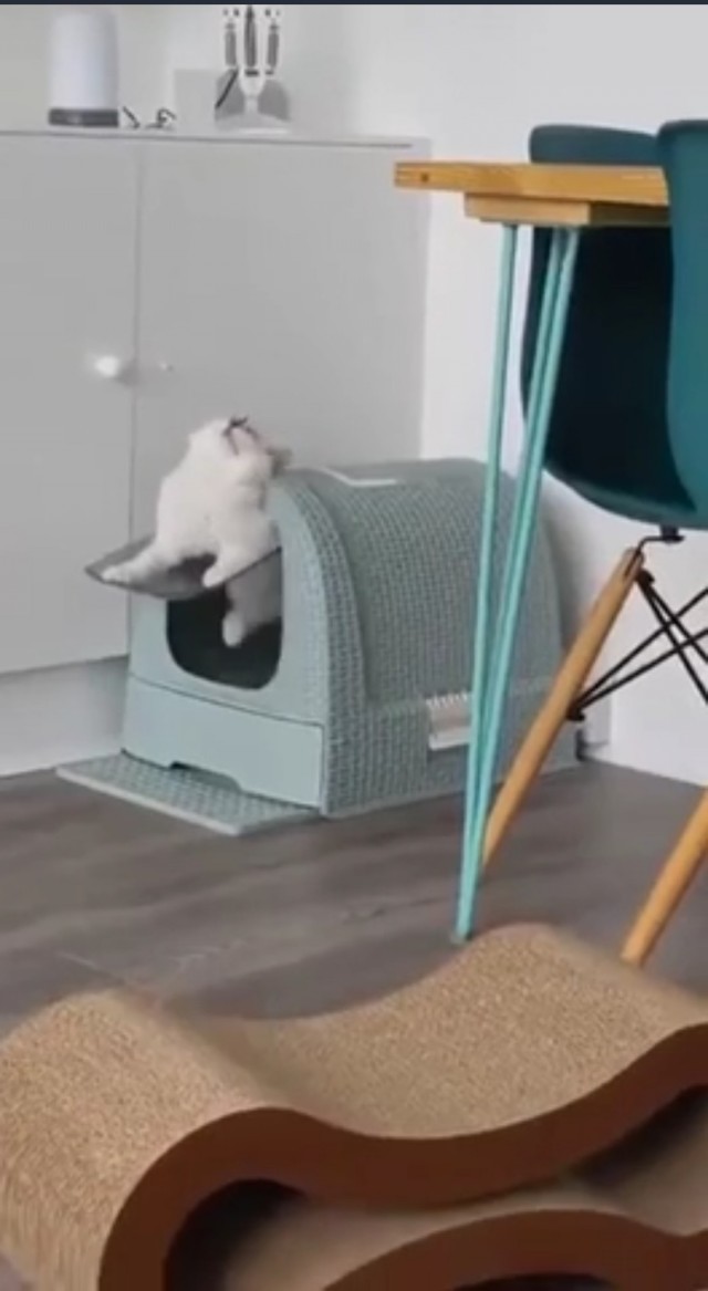 К котовторнику: подборка картинок-баянов с котиками и про котиков. Выпуск 5