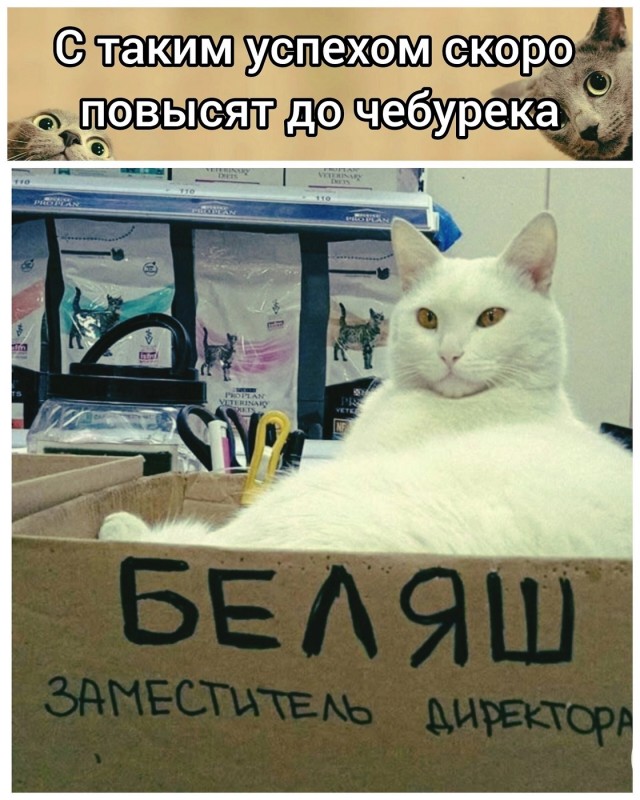 Подборка картинок-баянов с котиками и про котиков. Выпуск 21