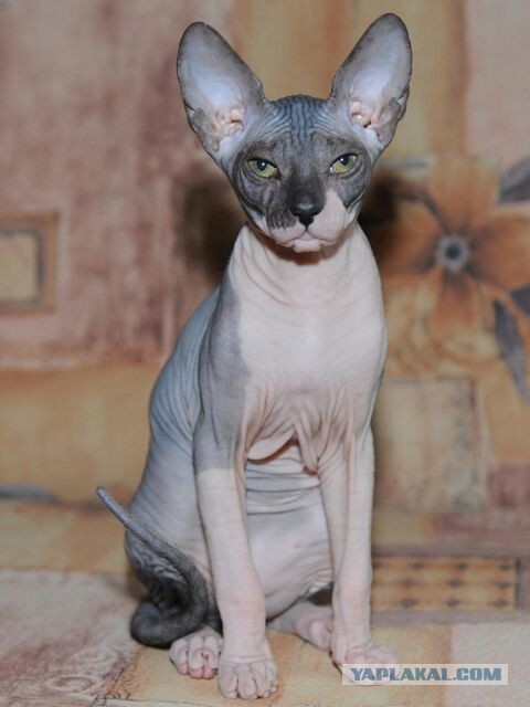 В защиту кошек породы Сфинкс канадский...