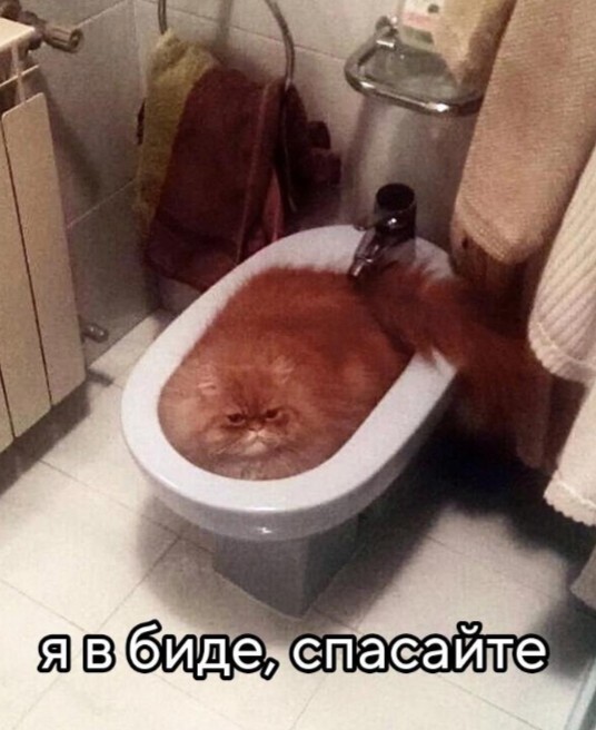 К котовторнику: подборка картинок-баянов с котиками и про котиков. Выпуск 40.