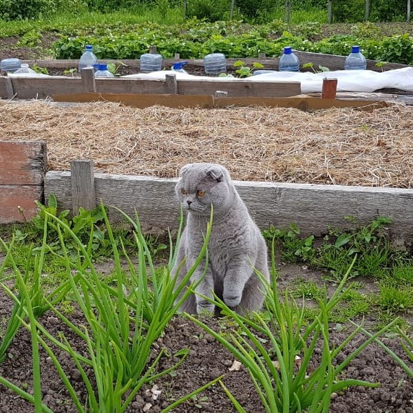 Котовторник же!