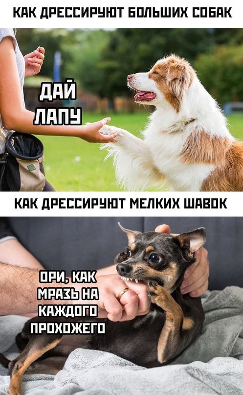 Картинки для деградации 278 (разной степени свежести)