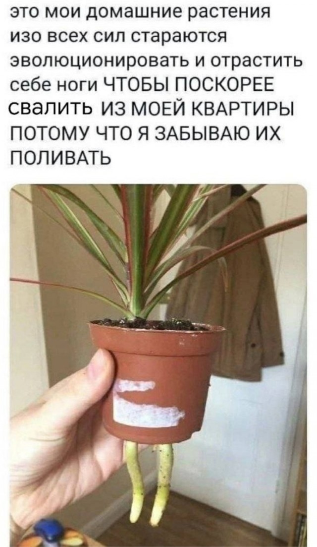 Самое неубиваемое растение
