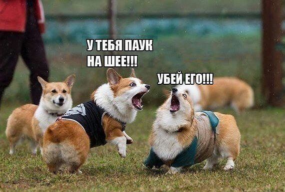 Тема для юмора