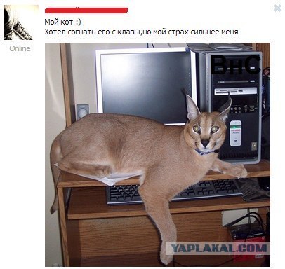 Комменты из соцсетей