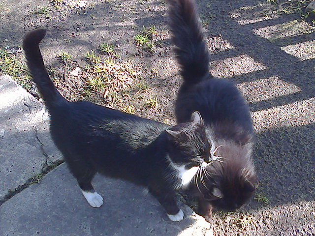 Котовторник  08.04.2014