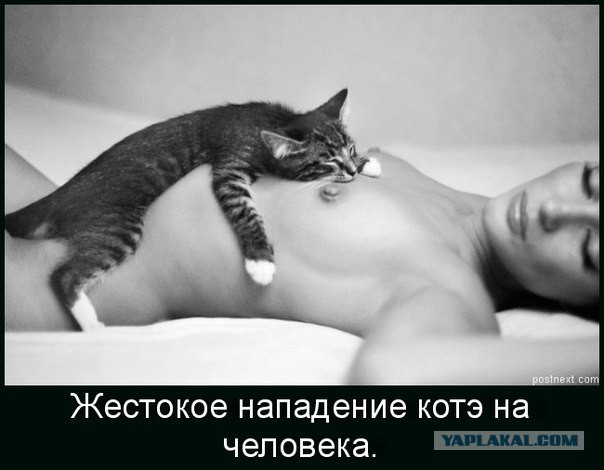 Спят усталые зверушки