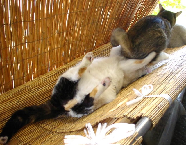 Котофототролль