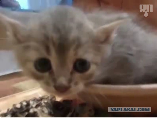 Нежданчик от котэ