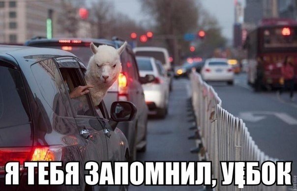 Веселости которые встретились сегодня