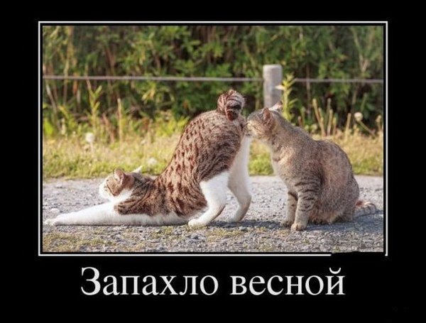 Плюшкиным посвящается