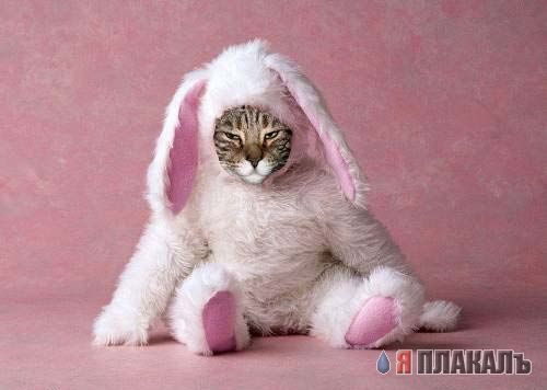 Коты, кошки, котята