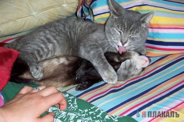 Коты, кошки, котята