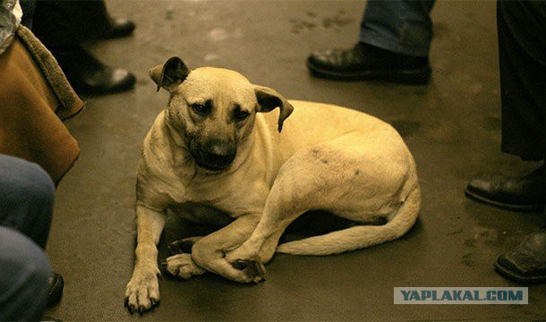 Подборка интересных фактов про поезда и железные дороги