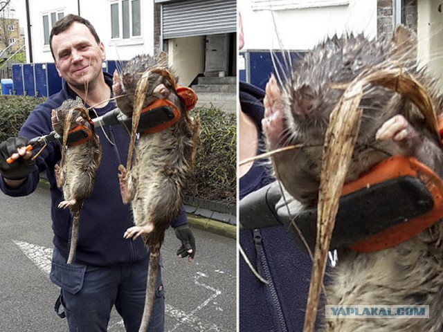 Гигантскую крысу нашли на детской площадке в Лондоне