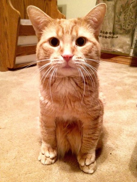 Кот с очень необычной способностью.