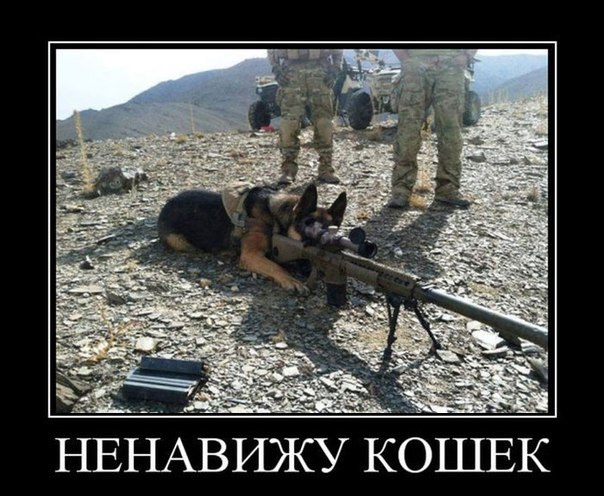 Мохнатые беспредельщики