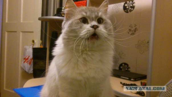Выборка фотогеничных котэнов