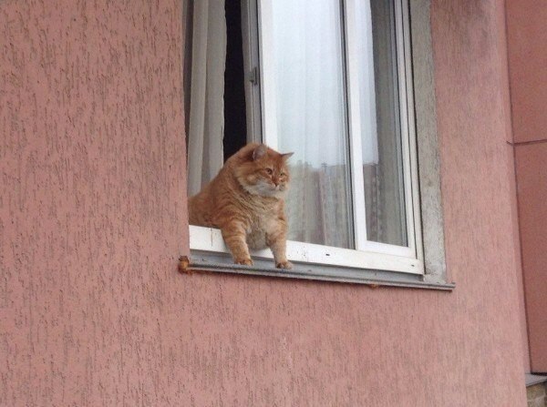 Мохнатые беспредельщики