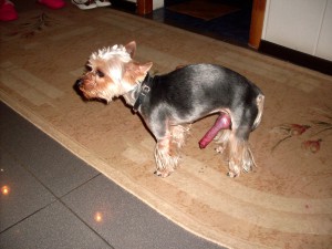 Дурак и прохаванная баба