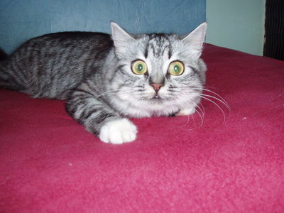 Котомет на вторник!