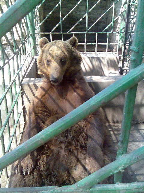 Давайте позитивного зверья запостим