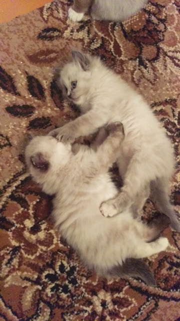 Котовторник 06.09.2016