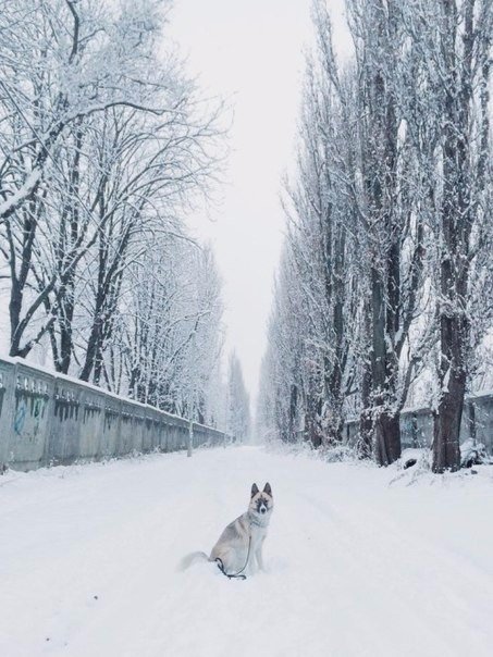 Самые смешные животные