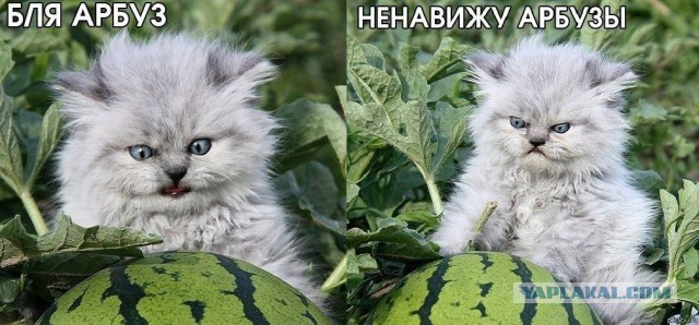 Картинки смешные и не очень