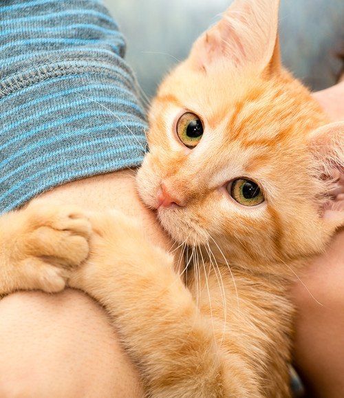 Коты и Кошки