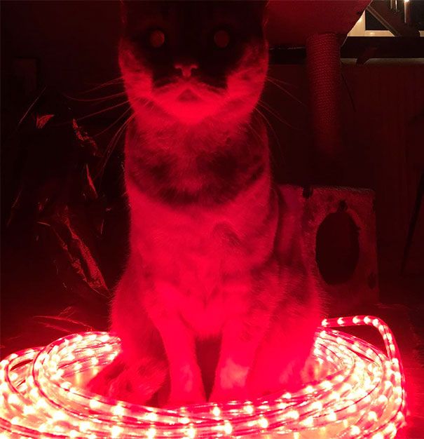 Коты и Кошки