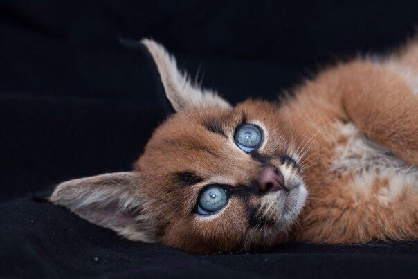 Коты и Кошки