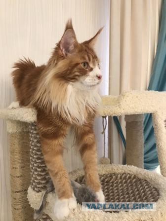 Коты и Кошки