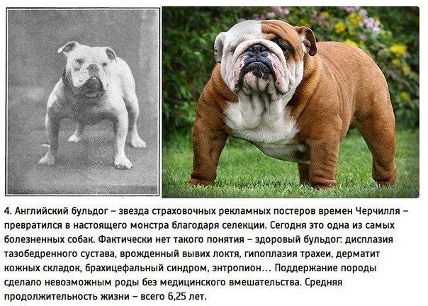 Моя порося. Просто так