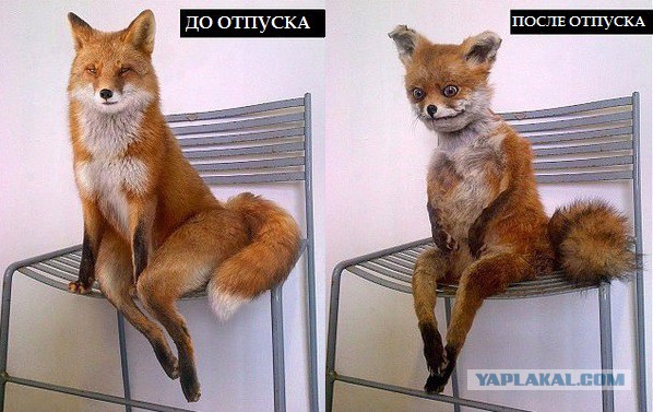 20 циничных шуточек, которые точно не предназначены для слишком чувствительных натур