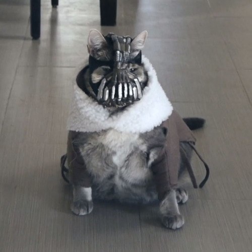 Фотобомбы котов