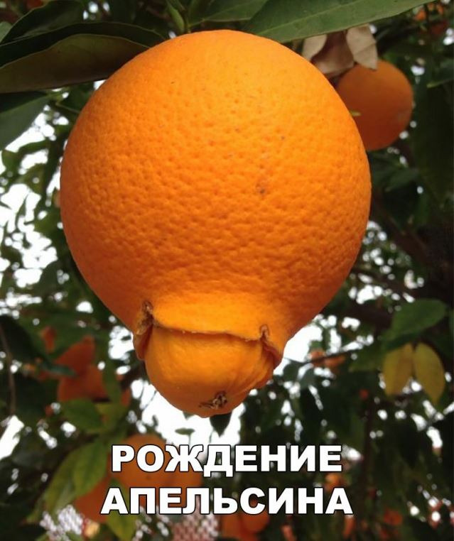 Нестандартный юмор