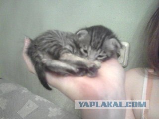 Котовторник  на  ЯПлакалъ